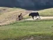 Un toro embiste a un ciclista