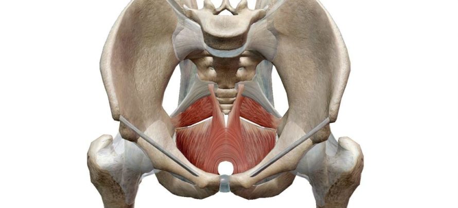 Músculos del suelo pélvico: anatomía de un conjunto desconocido